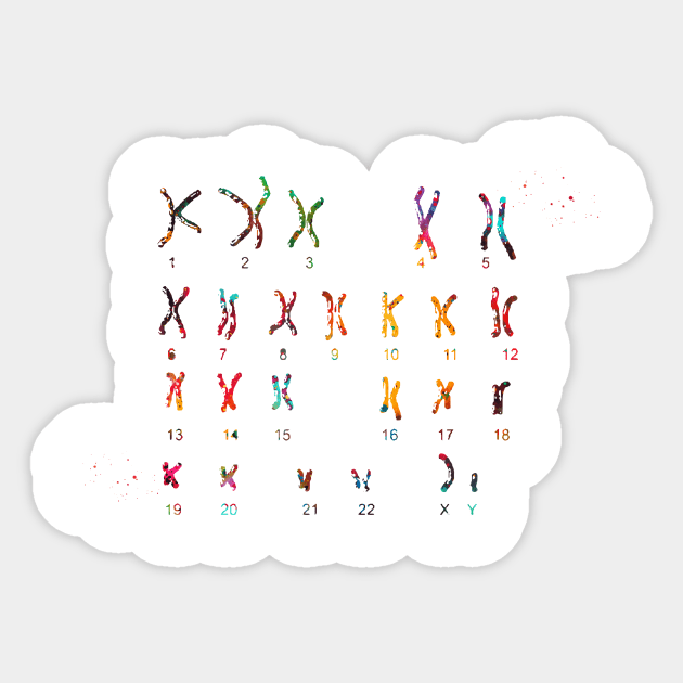 Male Chromosome idiogram Sticker by erzebeth